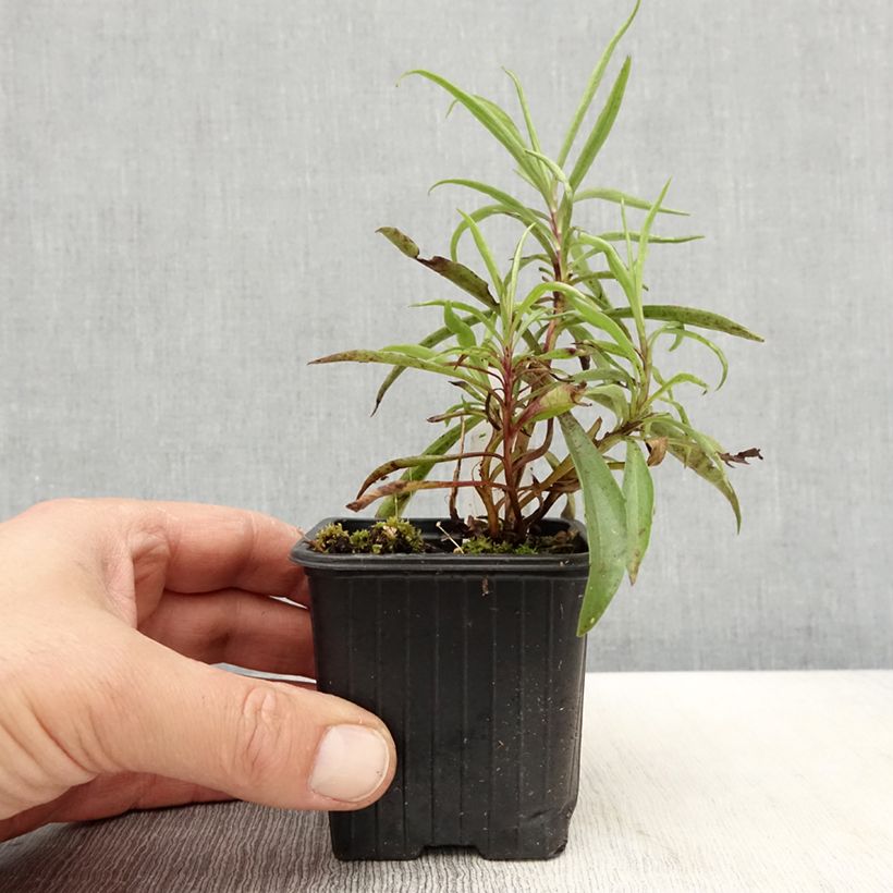 Digitalis obscura - Corregoa Maceta de 8/9 cm Ejemplar entregado en la primavera