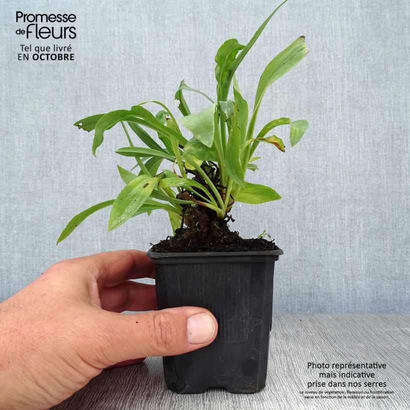 Ejemplar de Digitalis Spice Island - Digital Maceta de 8/9 cm entregado en otoño