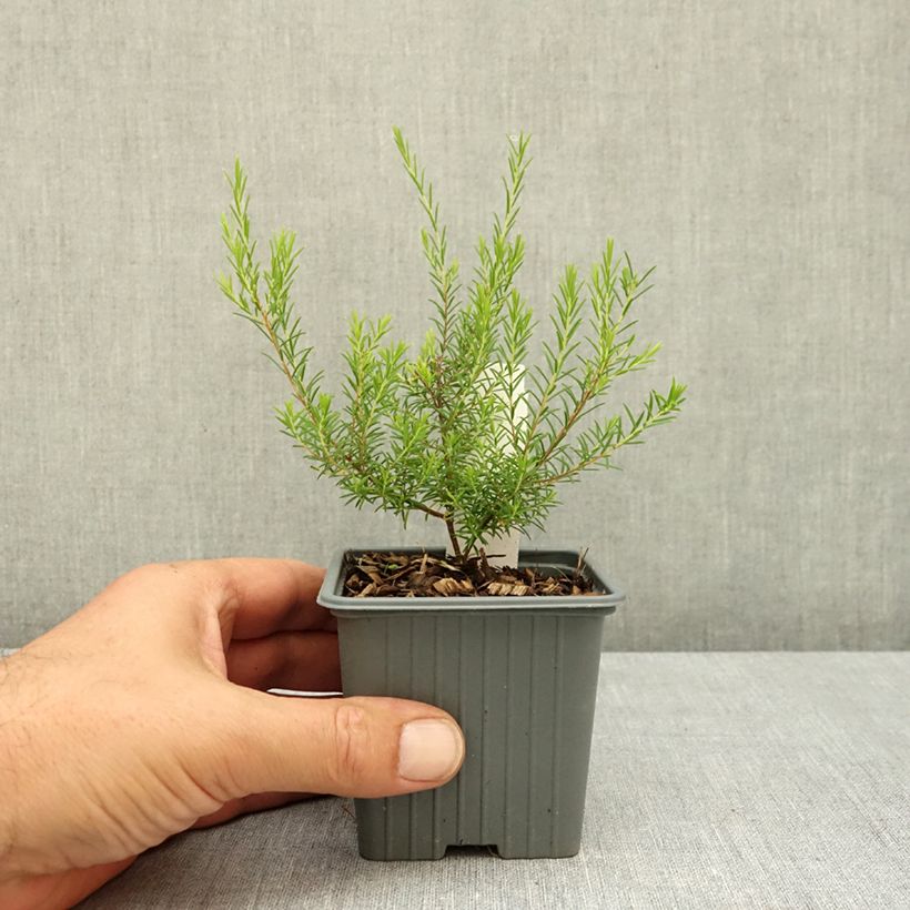 Ejemplar de Diosma hirsuta Pink Fountain Maceta de 8/9 cm entregado en verano
