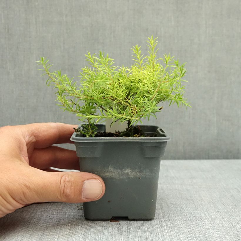 Ejemplar de Diosma hirsuta Sunset Gold Maceta de 8/9 cm entregado en verano