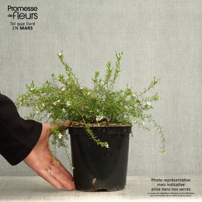 Diosma hirsuta Pink Diamond Maceta 2L/3L Ejemplar entregado en la primavera