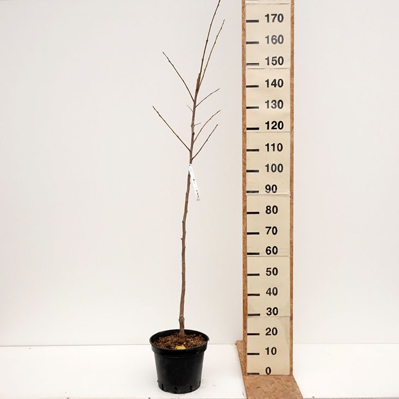 Ejemplar de Caqui Costata Maceta 7,5L/10L, Copa entregado en otoño