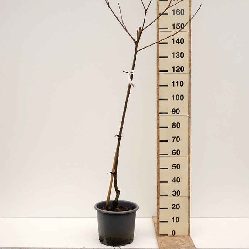 Caqui Fuyu Maceta 12L/15L, Medio tallo Ejemplar entregado en invierno