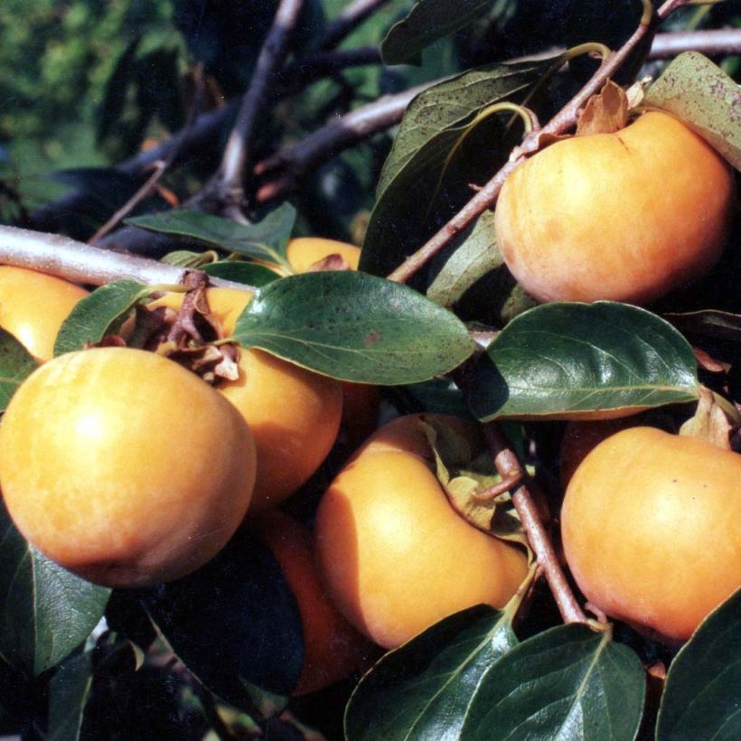 Caqui Tipo (Cosecha)