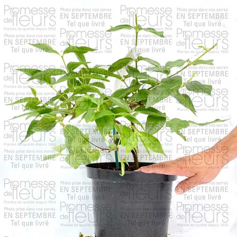 Ejemplo de ejemplar de Dipelta floribunda Pot de 3L/4L tal y como se entrega