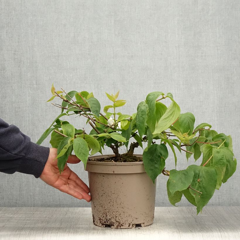 Dipelta floribunda Maceta 3L/4L Ejemplar entregado en la primavera
