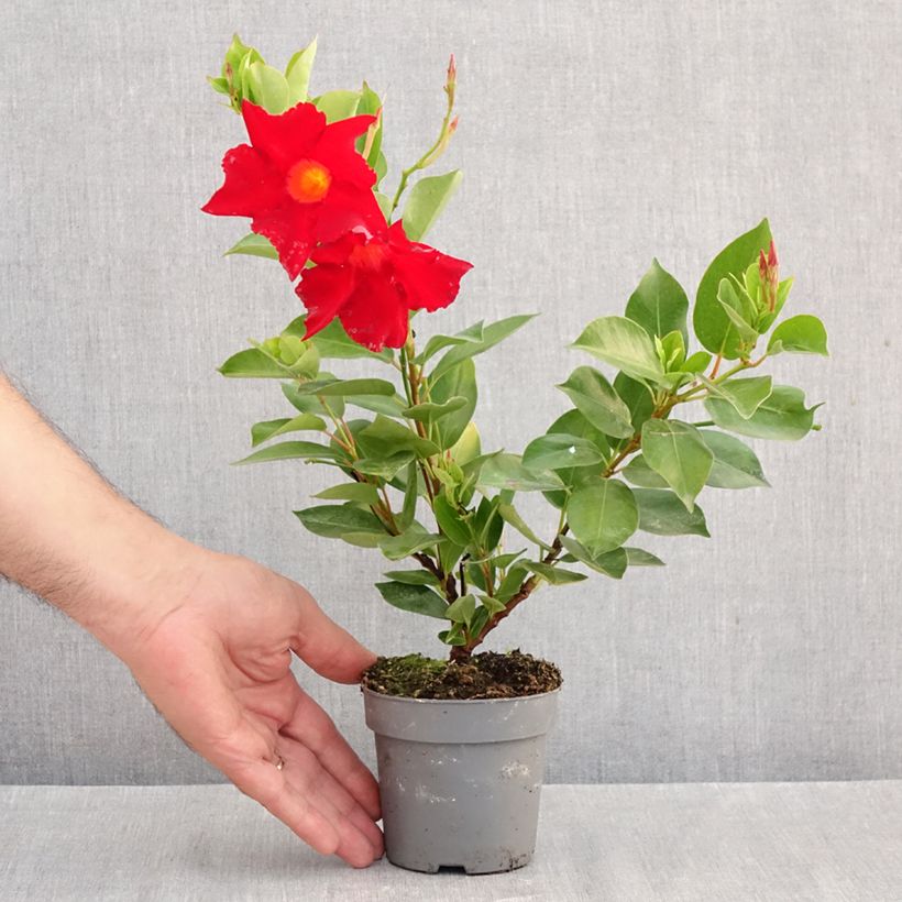 Ejemplar de Dipladenia BELLA Compact Red - Mandevilla Maceta de 10 cm/11 cm entregado en otoño