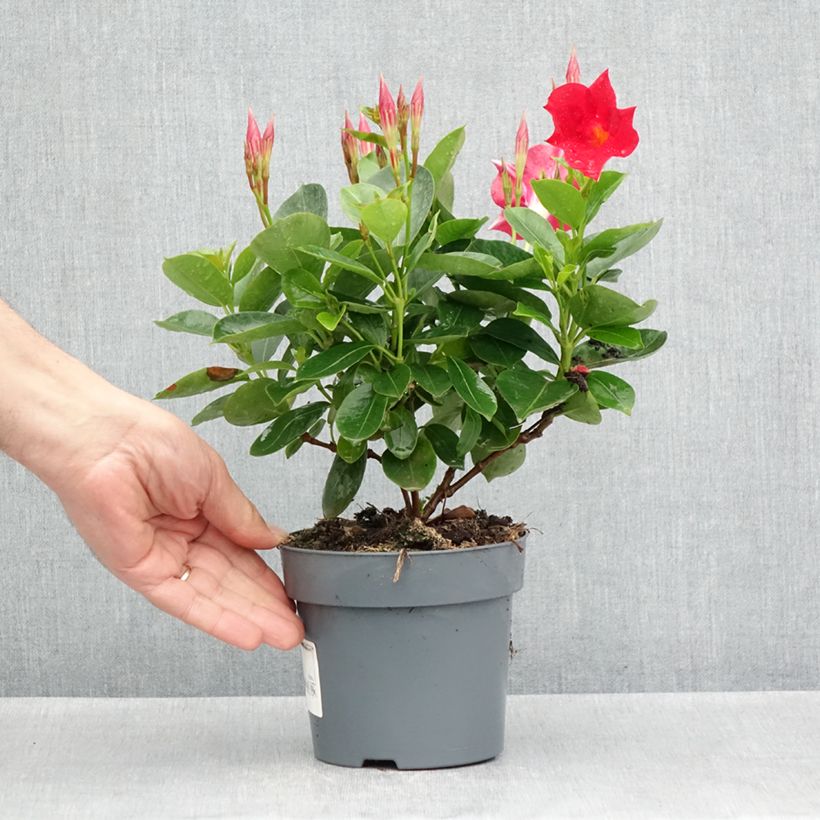 Dipladenia BELLA Compact Red - Mandevilla Maceta de 10 cm/11 cm Ejemplar entregado en la primavera