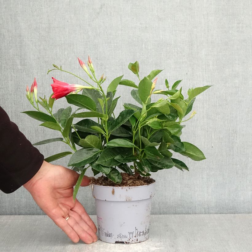 Dipladenia BELLA Compact Red - Mandevilla Maceta 1L/1,5L Ejemplar entregado en la primavera