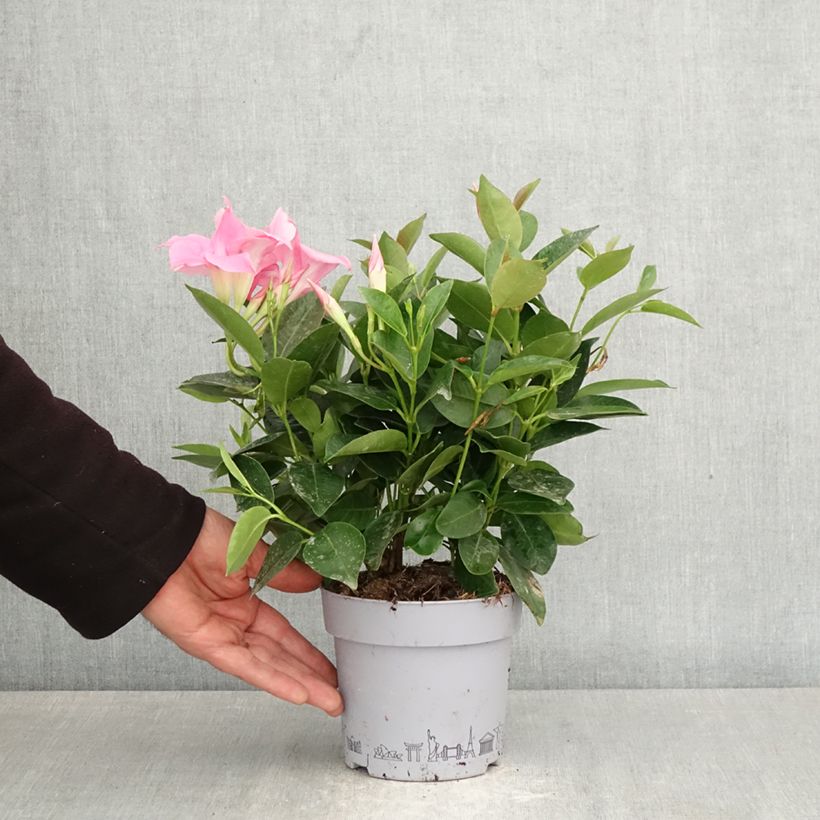 Dipladenia Bella Pink - Mandevilla Maceta 1L/1,5L Ejemplar entregado en la primavera