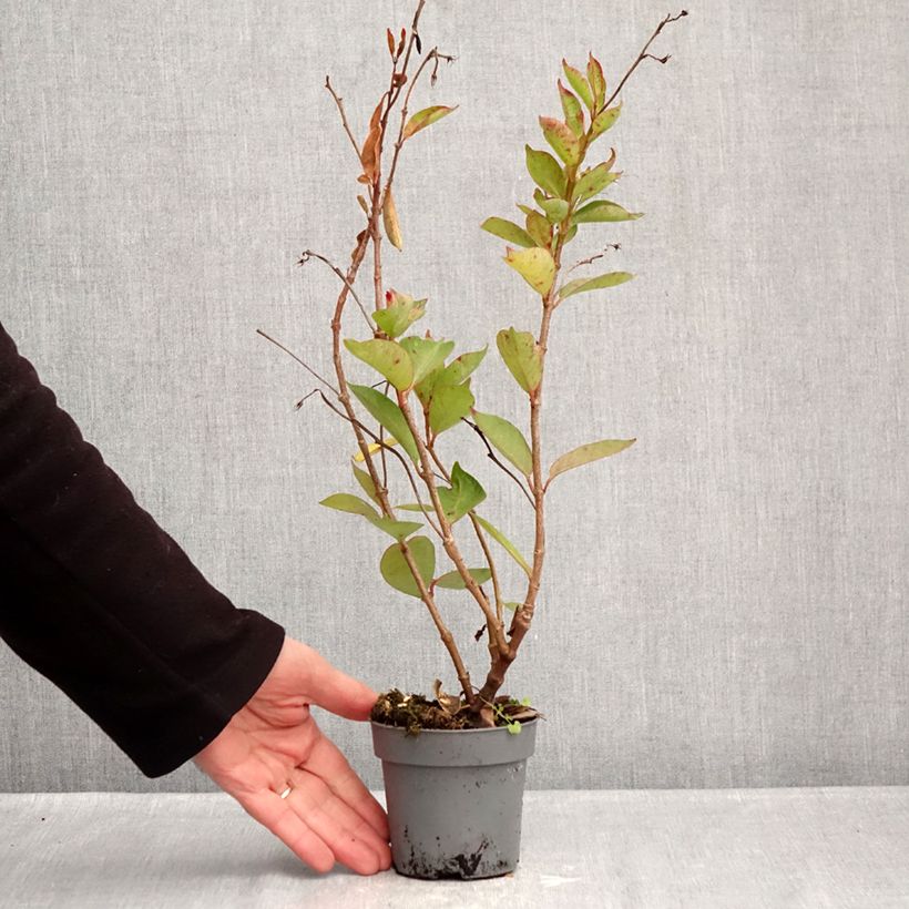 Dipladenia Bella Pink Star - Mandevilla Maceta de 12 cm / 13 cm Ejemplar entregado en invierno