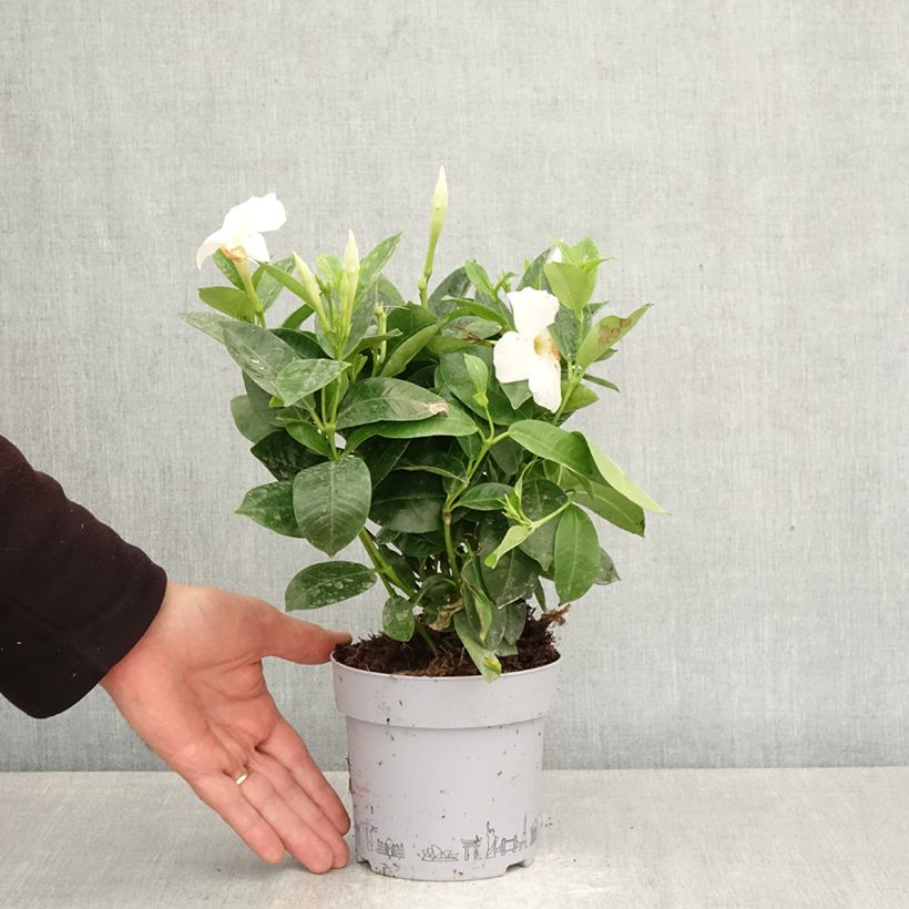 Dipladenia BELLA White - Mandevilla Maceta 1L/1,5L Ejemplar entregado en la primavera
