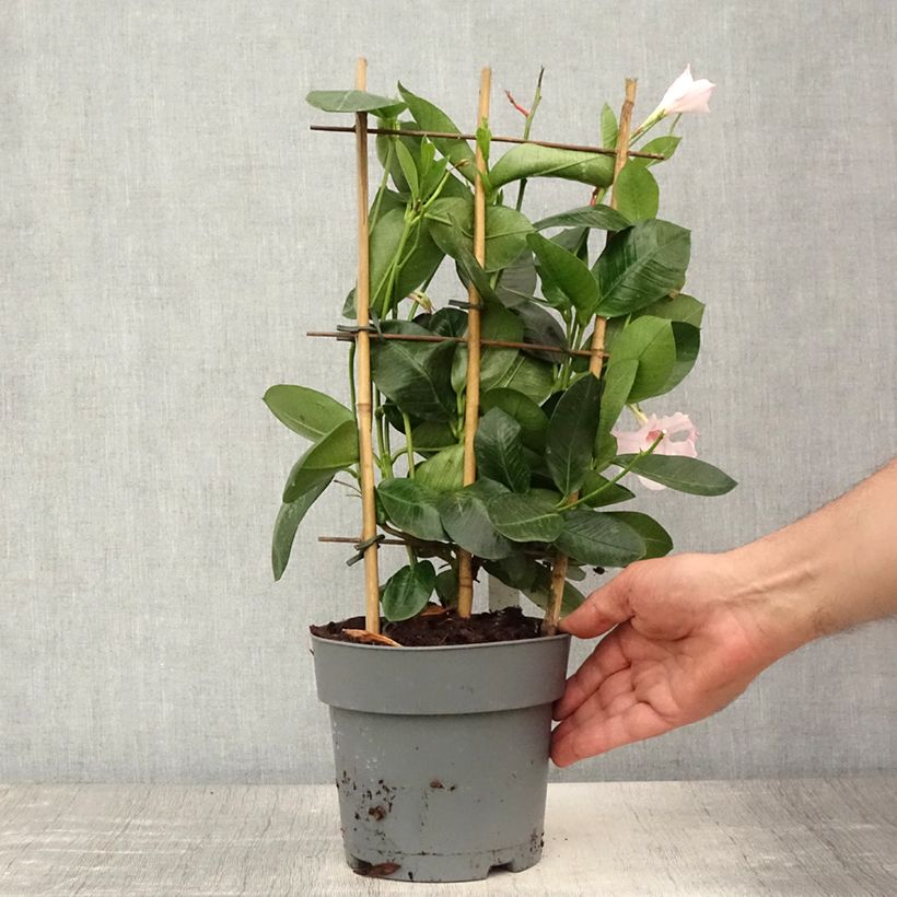 Ejemplar de Dipladenia Diamantina Agate mini Strawberry red - Mandevilla Maceta 1,5L/2L entregado en verano