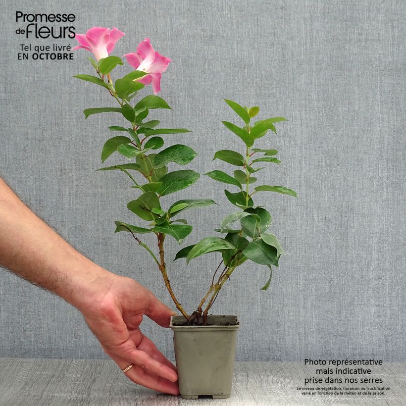 Ejemplar de Dipladenia Diamantina Jade Rose - Mandevilla Maceta 2L/3L entregado en otoño