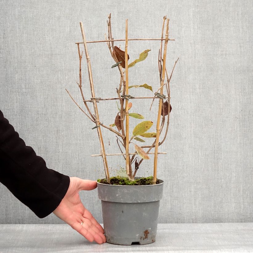 Dipladenia Diamantina Jade Rose - Mandevilla Maceta 2L/3L Ejemplar entregado en invierno