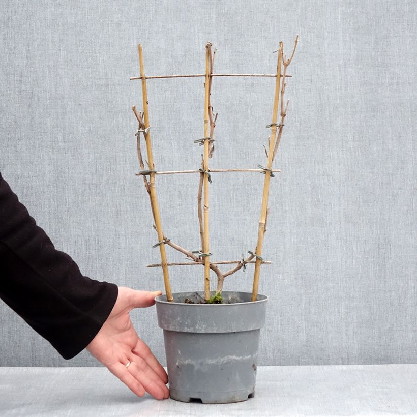 Dipladenia Diamantina Jade Rose - Mandevilla Maceta 2L/3L Ejemplar entregado en la primavera