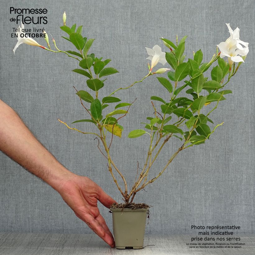 Ejemplar de Dipladenia DiamantinaJade White - Mandevilla Maceta de 10 cm/11 cm entregado en otoño