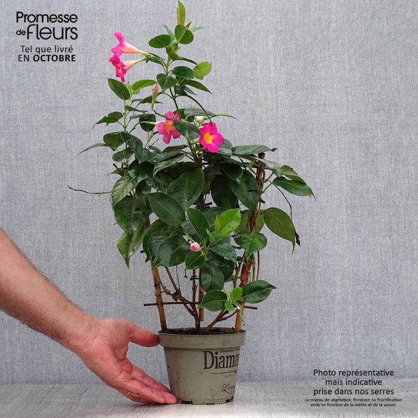 Ejemplar de Dipladenia Diamantina Quartz Pink & Yellow - Mandevilla Maceta 1L/1,5L entregado en otoño