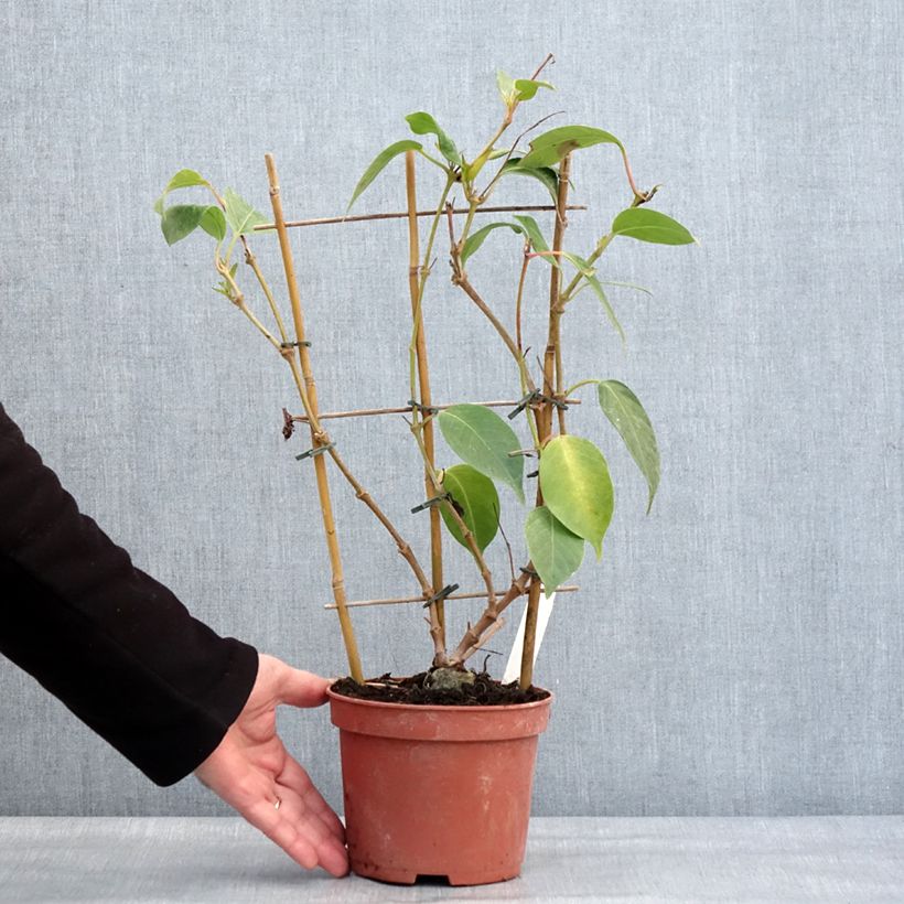 Dipladenia Diamantina Quartz Pink & Yellow - Mandevilla Maceta 1L/1,5L Ejemplar entregado en invierno