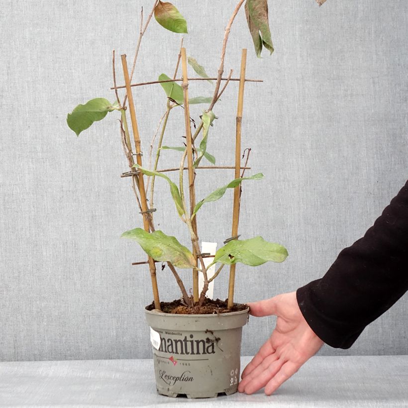 Dipladenia Diamantina Tourmaline Pink - Mandevilla Maceta 1,5L/2L Ejemplar entregado en invierno