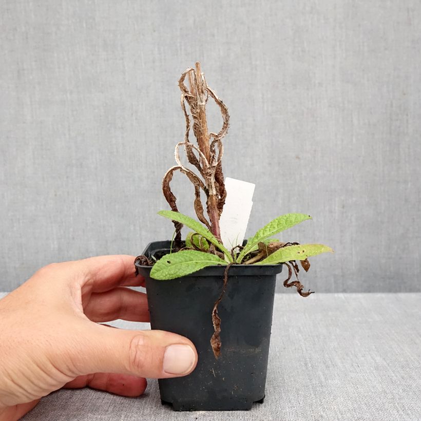 Ejemplar de Dipsacus fullonum - Cardo teñidor Maceta de 8/9 cm entregado en otoño