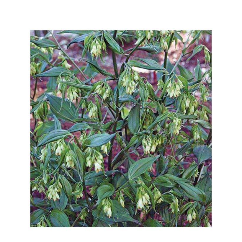 Disporum cantoniense Green Giant (Floración)