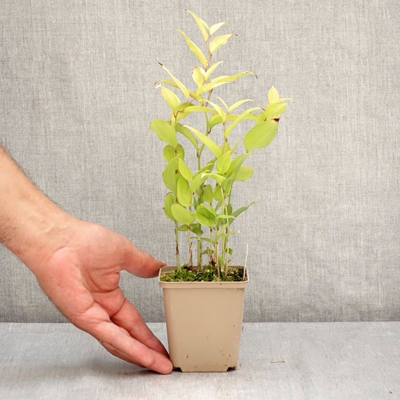 Ejemplar de Disporum cantoniense Green Giant Maceta de 10 cm/11 cm entregado en verano