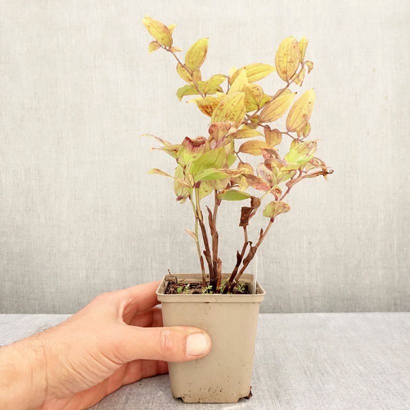 Ejemplar de Disporum megalanthum Maceta de 8/9 cm entregado en otoño