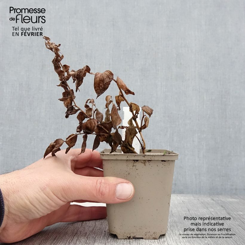 Disporum megalanthum Maceta de 8/9 cm Ejemplar entregado en invierno