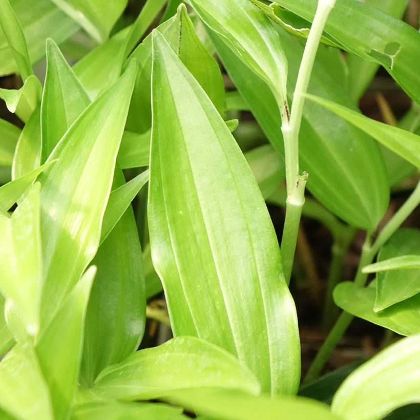 Disporum sessile (Follaje)