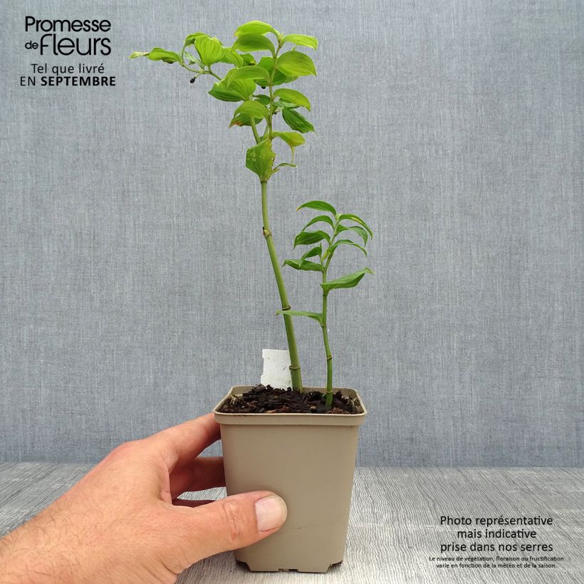 Ejemplar de Disporum uniflorum Maceta de 8/9 cm entregado en otoño