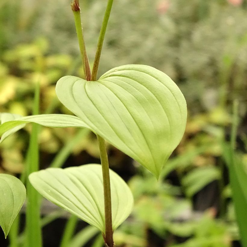 Disporum uniflorum (Follaje)