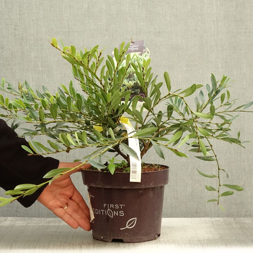 Ejemplar de Distylium Cinnamon Girl Maceta 3L/4L entregado en otoño