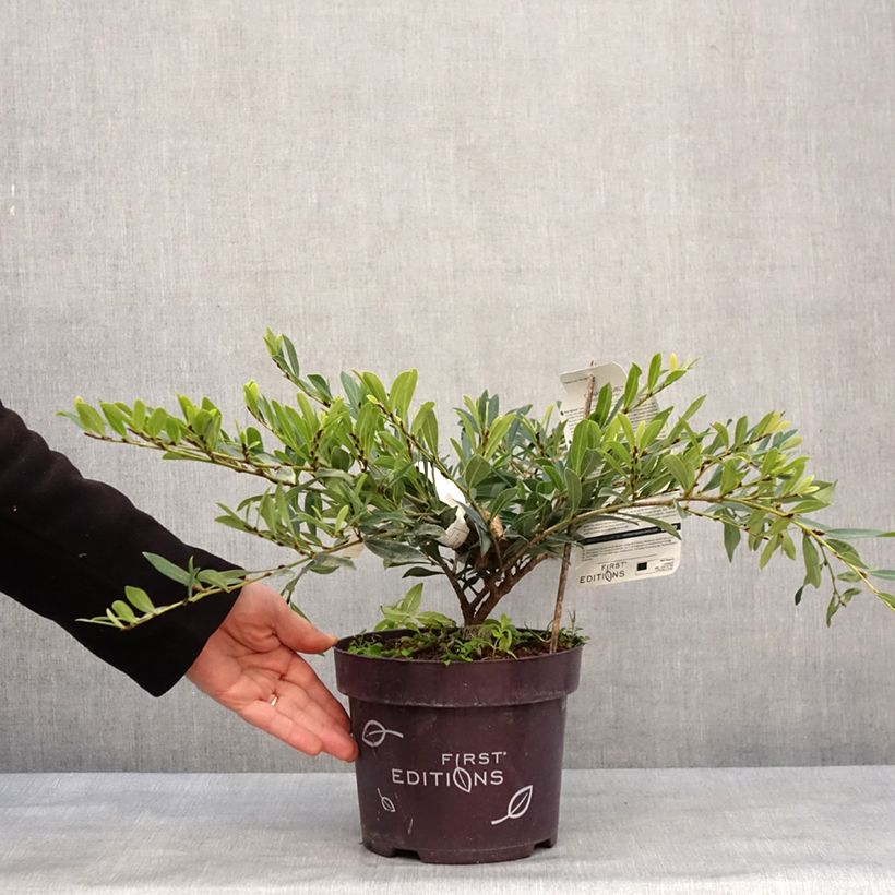 Distylium Cinnamon Girl Maceta 3L/4L Ejemplar entregado en invierno