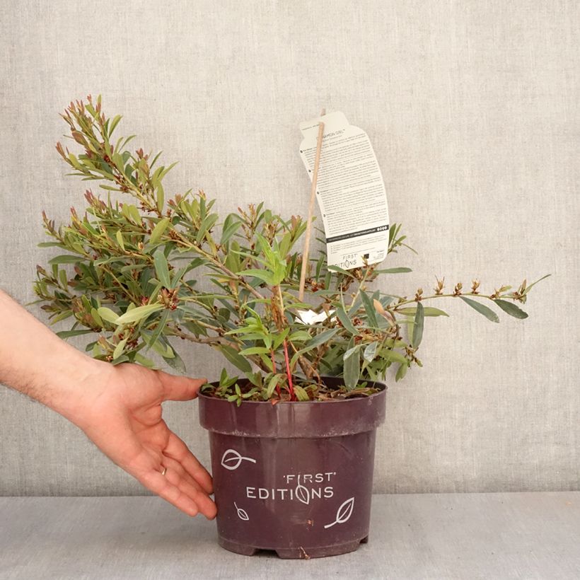 Distylium Cinnamon Girl Maceta 3L/4L Ejemplar entregado en la primavera