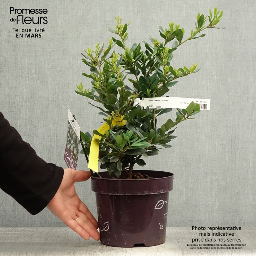 Distylium Coppertone Maceta 2L/3L Ejemplar entregado en la primavera