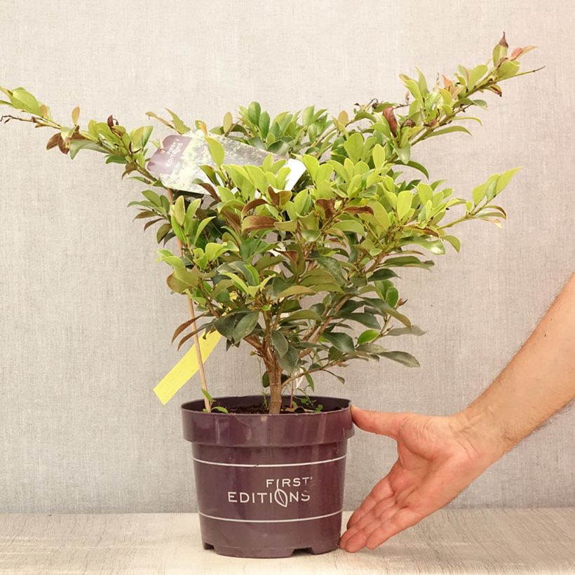 Ejemplar de Distylium Linebacker Maceta 3L/4L entregado en verano