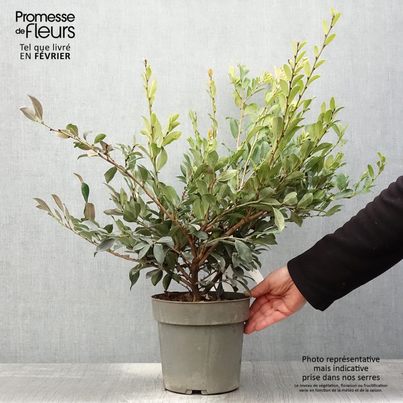 Distylium Linebacker Maceta 3L/4L Ejemplar entregado en invierno