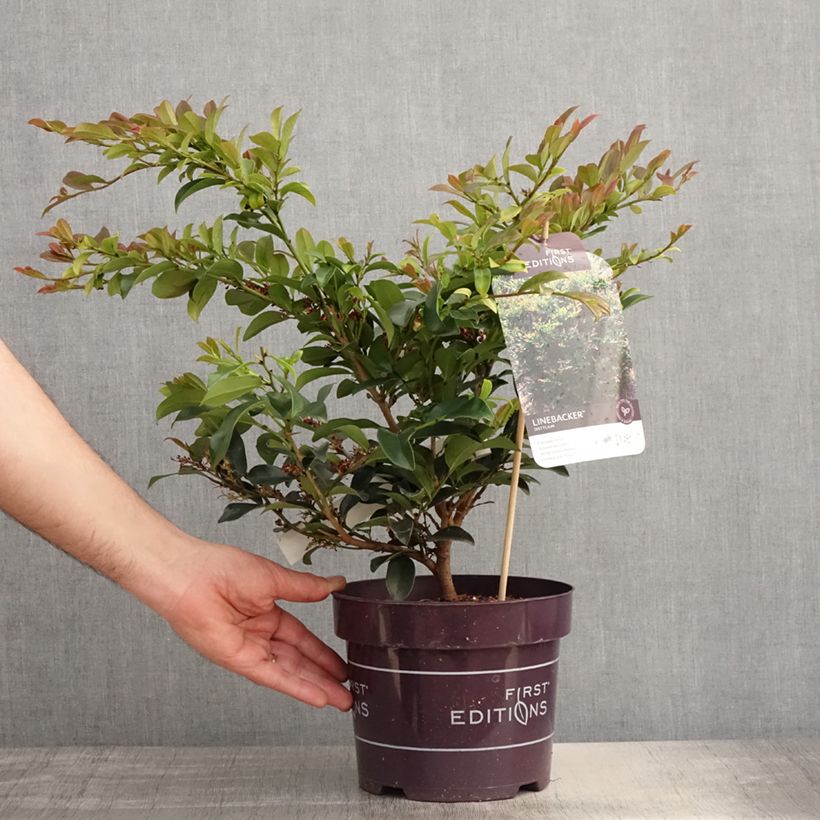 Distylium Linebacker Maceta 3L/4L Ejemplar entregado en la primavera