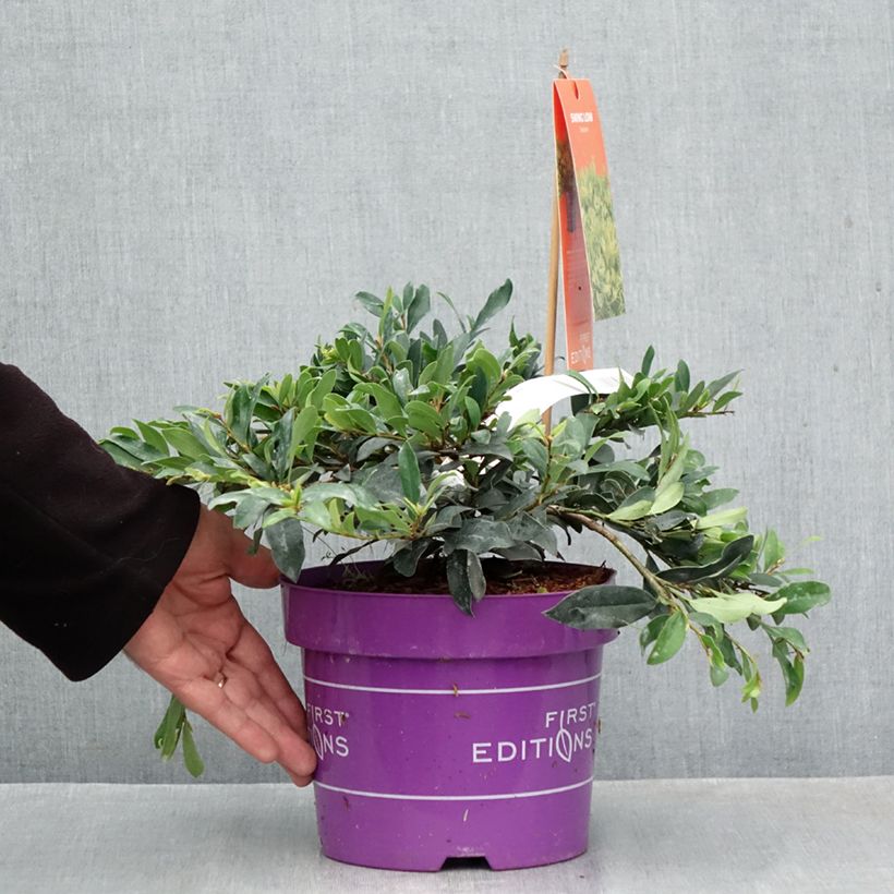 Ejemplar de Distylium Swing Low Maceta 3L/4L entregado en otoño