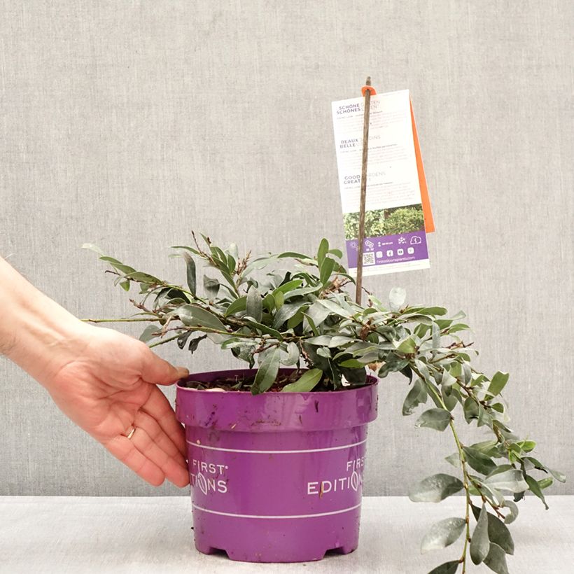 Distylium Swing Low Maceta 3L/4L Ejemplar entregado en la primavera