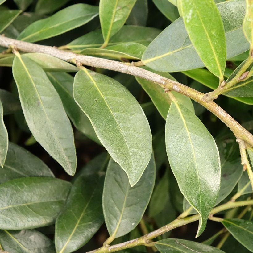 Distylium Vintage Jade (Follaje)