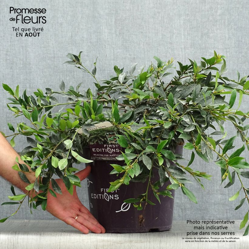 Ejemplar de Distylium Vintage Jade Maceta 7,5L/10L entregado en verano