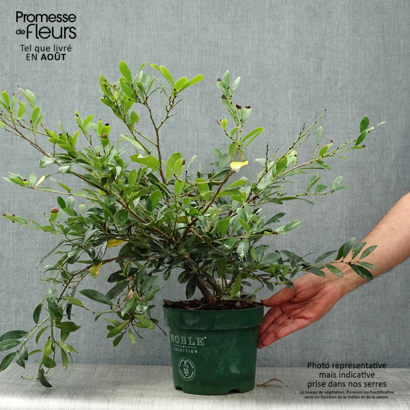 Ejemplar de Distylium Blue Cascade Maceta 3L/4L entregado en verano