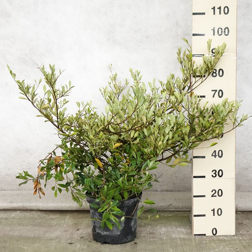Ejemplar de Distylium Blue Cascade Maceta 7,5L/10L entregado en verano