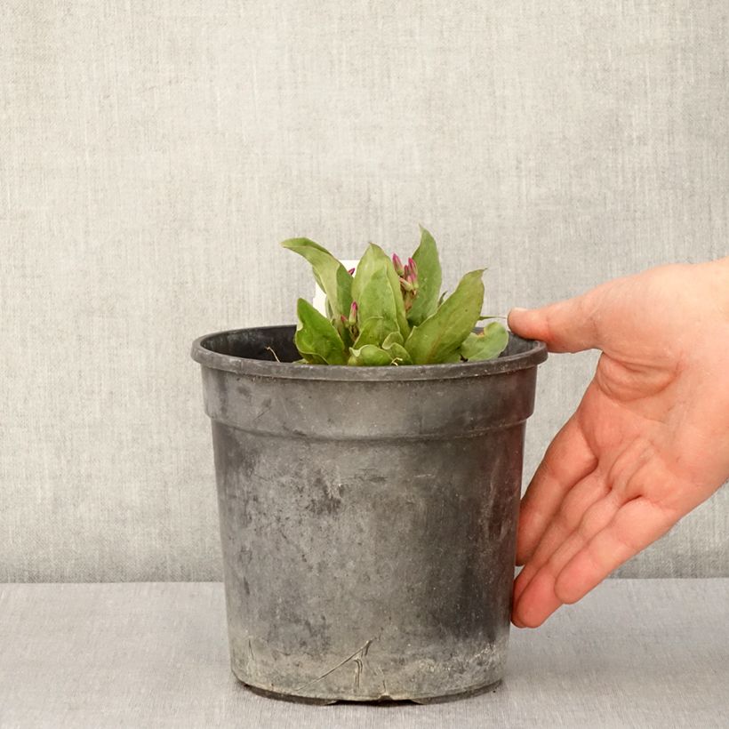 Dodecatheon jeffreyi Rotlicht - Primula de las praderas Maceta 2L/3L Ejemplar entregado en la primavera