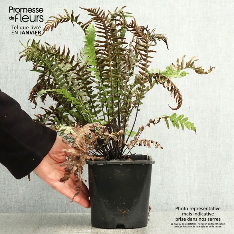 Doodia aspera Rough Ruby Maceta 2L/3L Ejemplar entregado en invierno