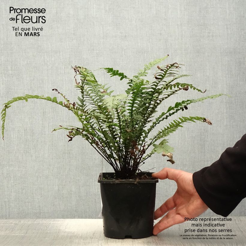 Doodia aspera Rough Ruby Maceta 2L/3L Ejemplar entregado en la primavera