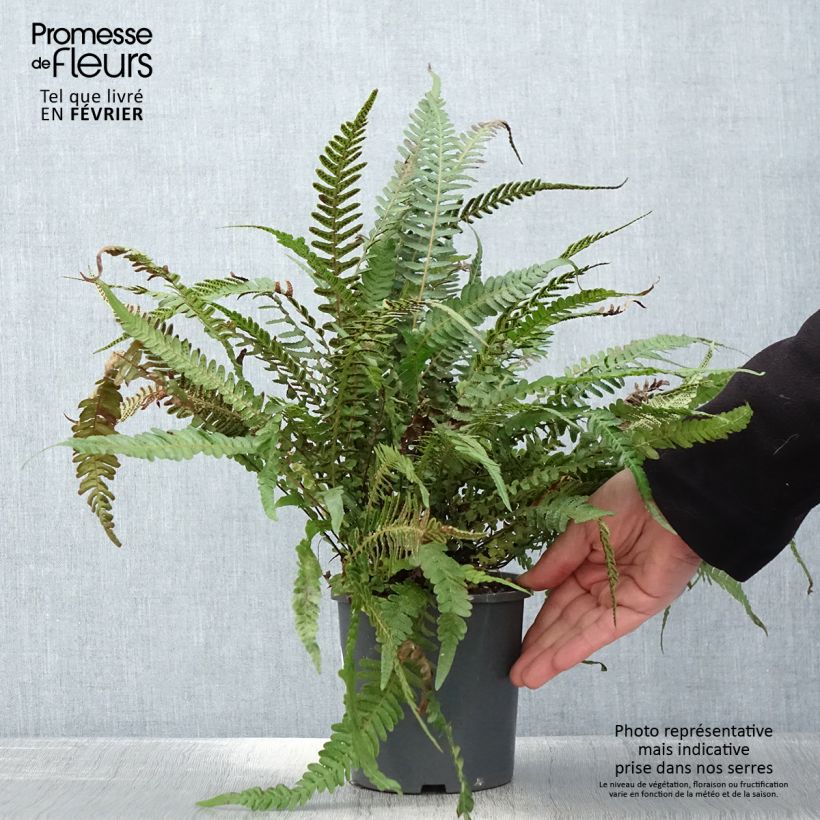 Doodia media Maceta 2L/3L Ejemplar entregado en invierno