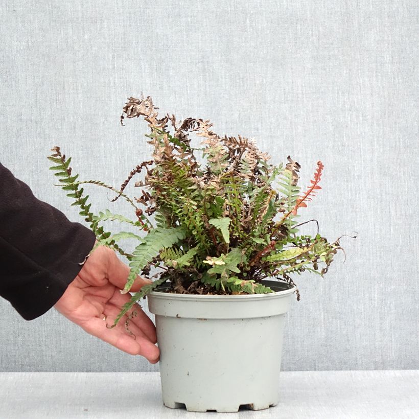 Doodia media Maceta 2L/3L Ejemplar entregado en la primavera